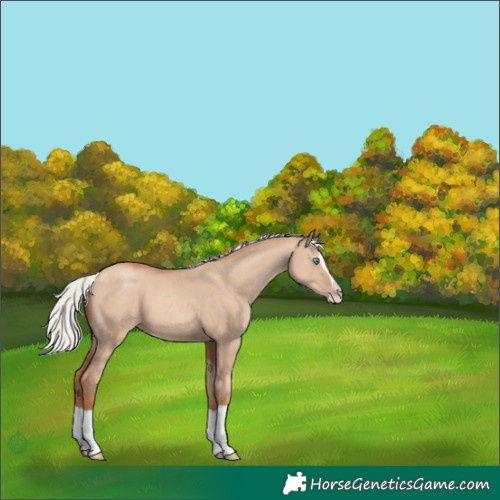 Horse Color:Silver Classic Champagne Dun Splash 
