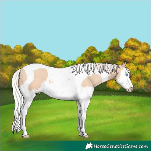 Horse Color:Silver Classic Champagne Dun Splash Tobiano