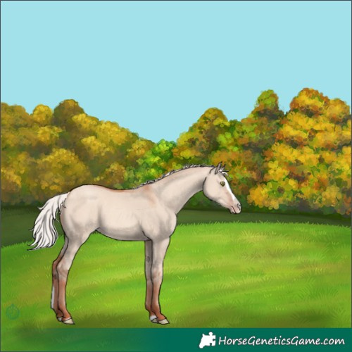 Horse Color:Silver Sable Champagne Dun Splash 