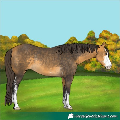 Horse Color:Buckskin Sabino Rabicano 