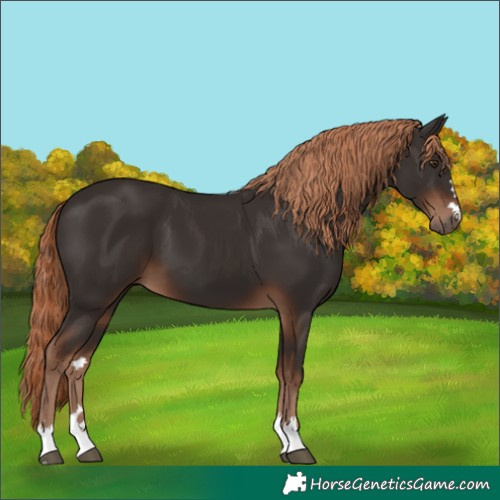 Horse Color:Liver Chestnut