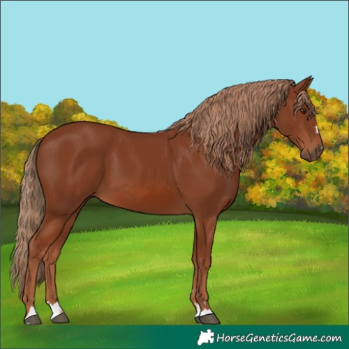 Horse Color:Chestnut 