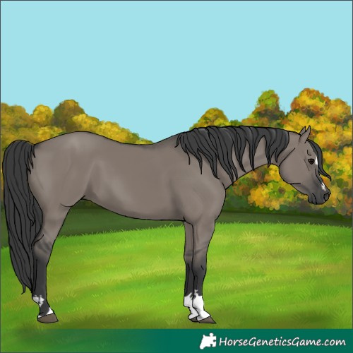 Horse Color:Unknown 