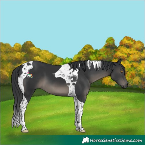 Horse Color:Black Tobiano