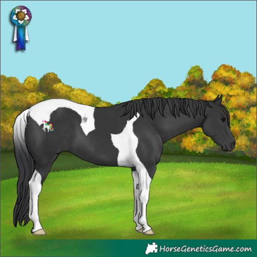 Horse Color:Black Tobiano