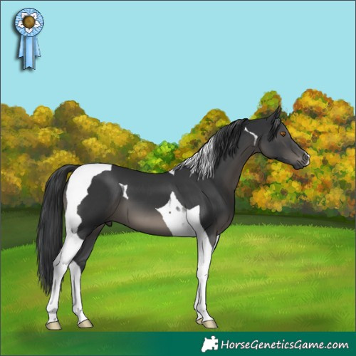 Horse Color:Black Tobiano