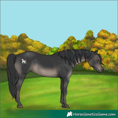 Horse Color:Black 