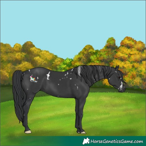 Horse Color:White Spotted Black 