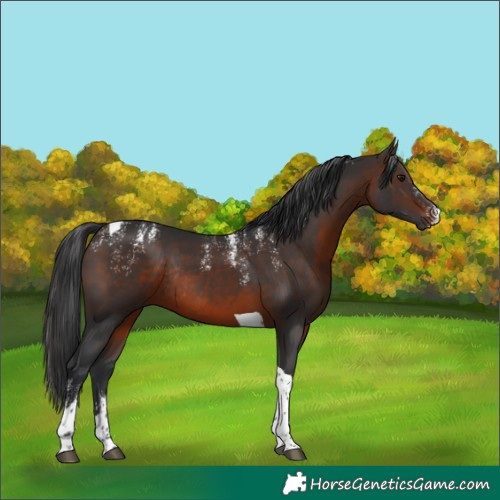 Horse Color:Powder White Brown Tobiano Rabicano 