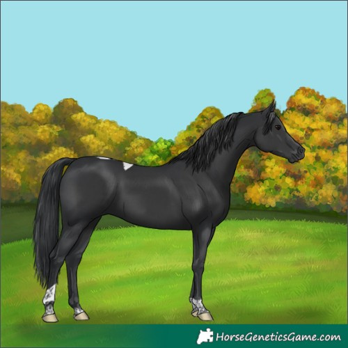 Horse Color:Black Tobiano