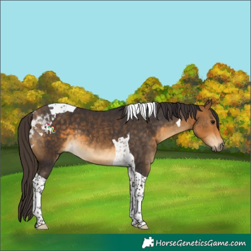 Horse Color:Buckskin Tobiano