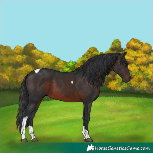 Horse Color:Brown Tobiano 