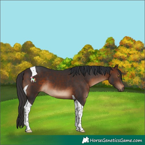 Horse Color:Brown Tobiano