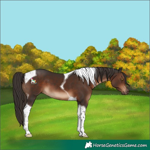 Horse Color:Liver Chestnut Tobiano