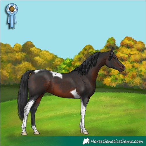 Horse Color:Brown Tobiano