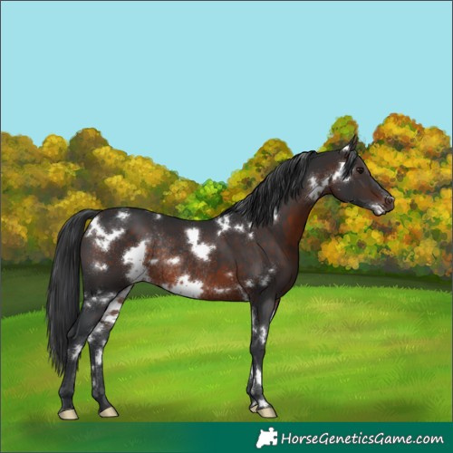 Horse Color:White Spotted Brown Rabicano 