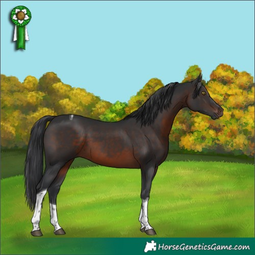 Horse Color:Brown Tobiano
