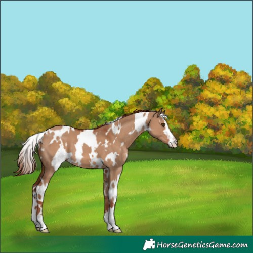 Horse Color:White Spotted Red Dun 