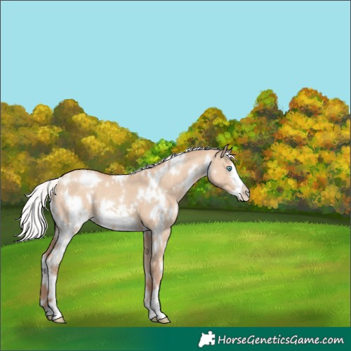 Horse Color:White Spotted Silver Classic Champagne Dun Frame