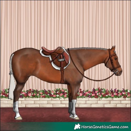 Horse Color:Silver Bay