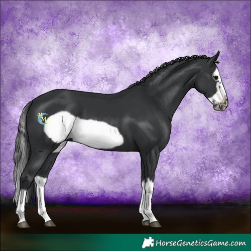 Horse Color:Black Splash Frame 