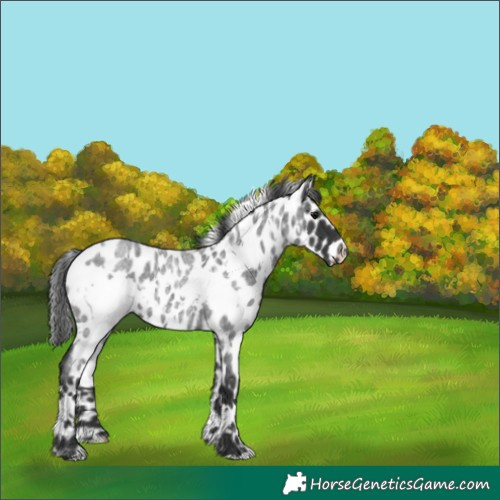 Horse Color:White Spotted Blue Roan Appaloosa 