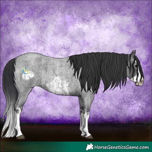 Horse Color:Blue Roan Sabino Splash  and Blue Roan Sabino Splash Frame 