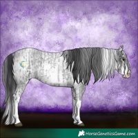 Horse Color:Blue Roan Sabino Splash and White Spotted Blue Roan Splash