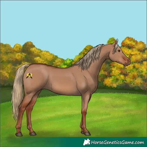 Horse Color:Red Dun