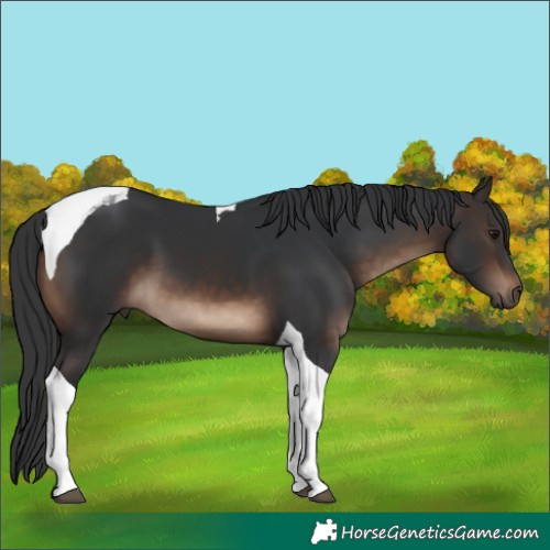 Horse Color:Brown Tobiano