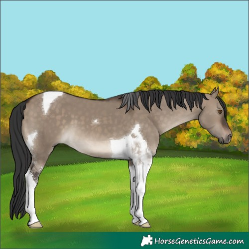 Horse Color:Brown Dun Tobiano 