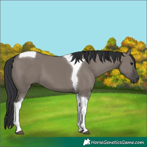 Horse Color:Grullo Tobiano