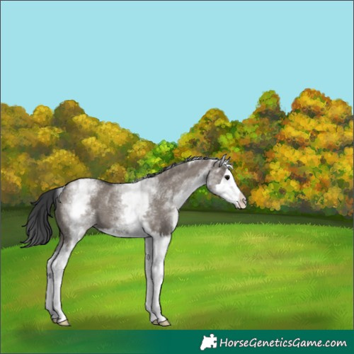 Horse Color:White Spotted Grullo Splash