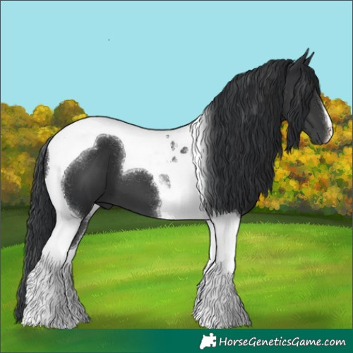 Horse Color:Black Tobiano 
