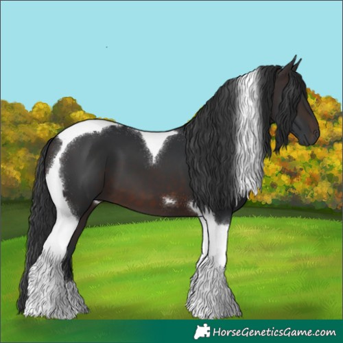 Horse Color:Brown Tobiano