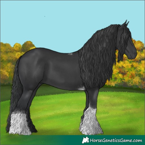 Horse Color:Black Tobiano