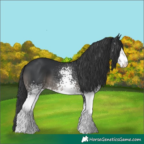 Horse Color:White Spotted Black