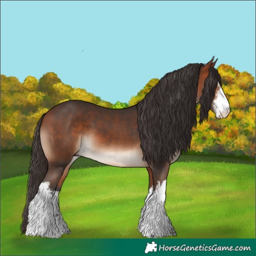 Horse Color:White Spotted Bay 