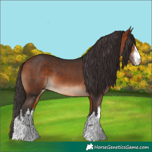 Horse Color:White Spotted Bay