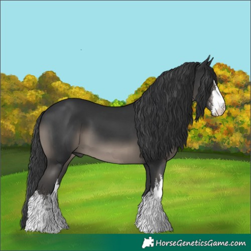 Horse Color:White Spotted Black