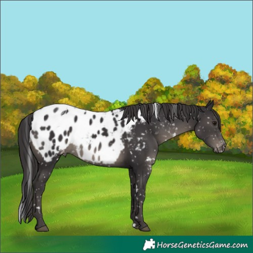 Horse Color:White Spotted Smoky Black Blanket Rabicano