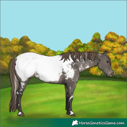 Horse Color:White Spotted Smoky Grullo Snowcap Rabicano