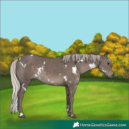 Horse Color:White Spotted Silver Black Rabicano 
