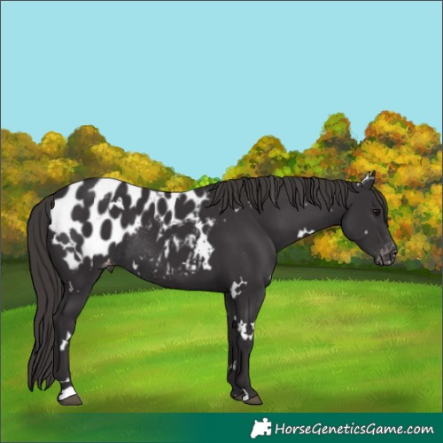 Horse Color:White Spotted Smoky Black Blanket Rabicano