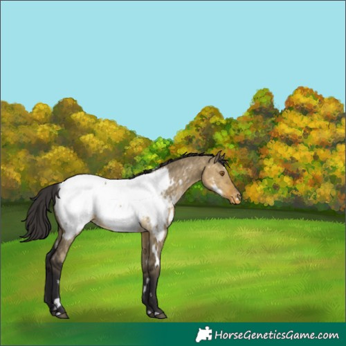 Horse Color:White Spotted Buckskin Dun Snowcap Rabicano 