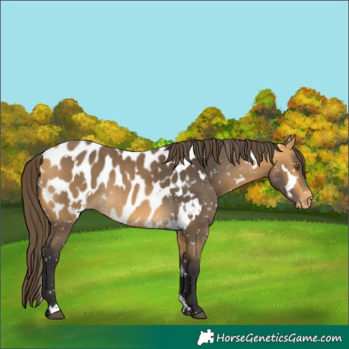 Horse Color:White Spotted Buckskin Blanket Rabicano