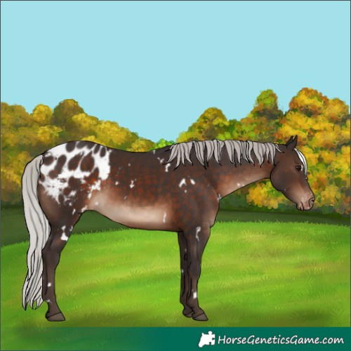 Horse Color:White Spotted Silver Brown Blanket Rabicano
