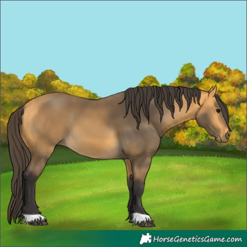 Horse Color:Buckskin