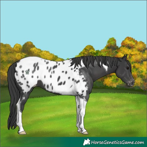 Horse Color:Black Tobiano Blanket 