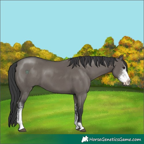 Horse Color:Grullo Sabino 